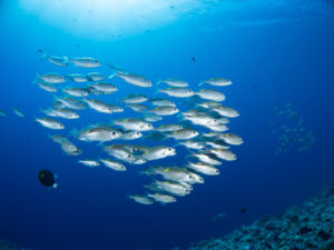 魚の群れ