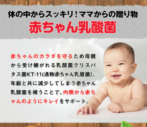 乳酸菌