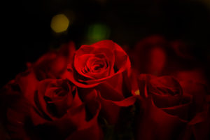 薔薇